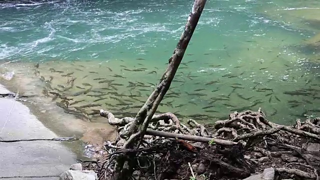 考茶毛瀑布视频素材