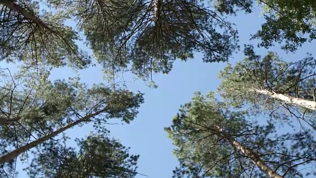 底部视图:在森林中的松树之间旋转视频素材