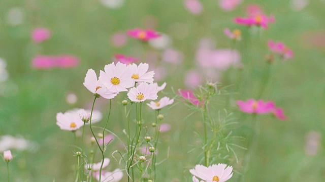 宇宙之花，在日本东京的秀田基宁公园视频素材