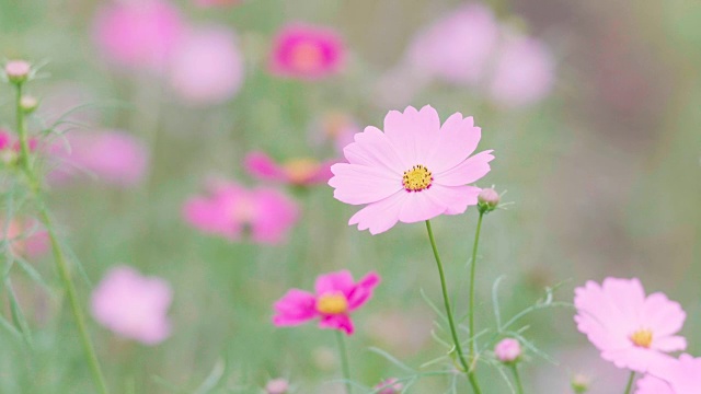 宇宙之花，在日本东京的秀田基宁公园视频素材