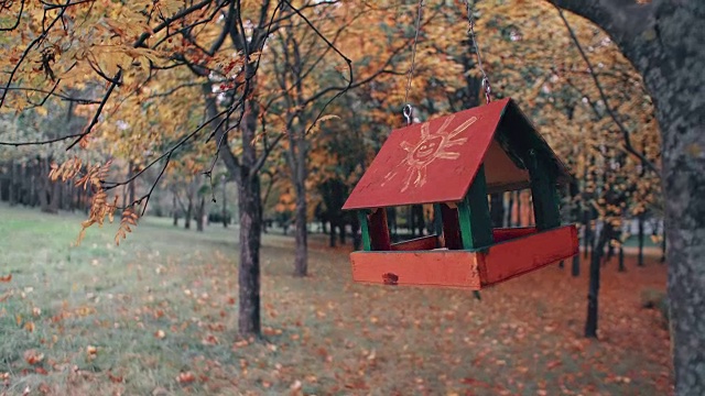 鸟喂食器挂在树枝上，在一个惊人的秋天公园森林里荡秋千视频素材