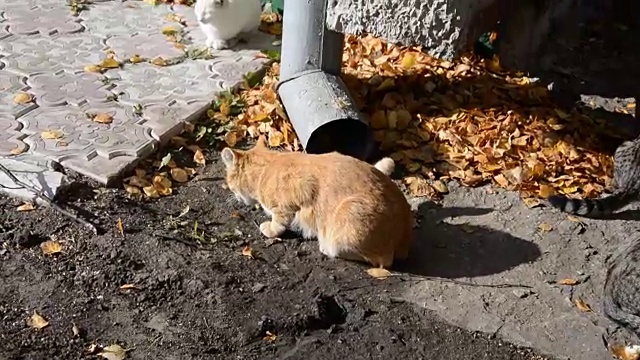 无家可归的猫和小猫吃面包视频素材