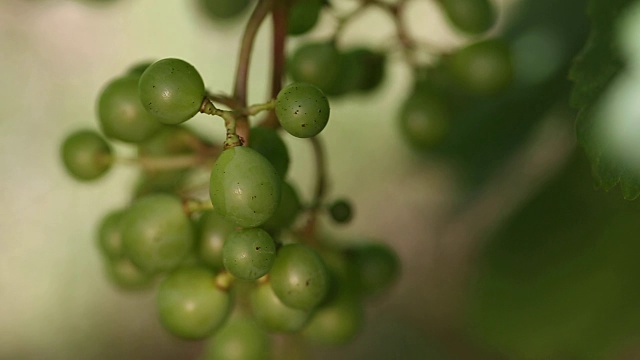 近距离成熟一串葡萄视频素材