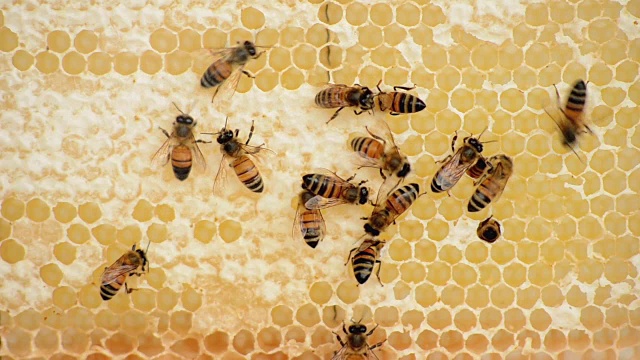 蜜蜂建造蜂巢视频素材