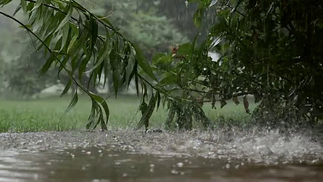 暴雨期间，在农业旅游度假区，雨水倾泻在松树上视频下载