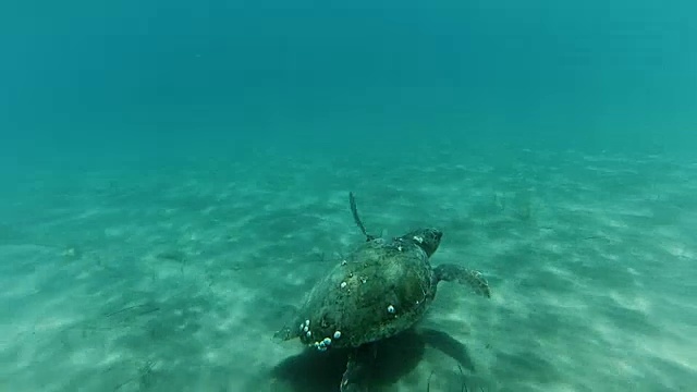 海龟游泳视频下载