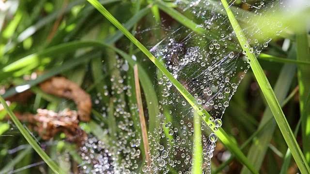 雨滴落在草里的蜘蛛网上视频下载