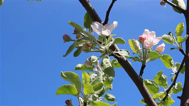 苹果树花视频下载