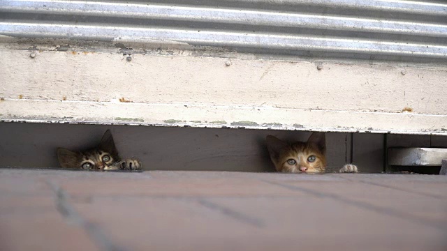 好奇的小猫躲在人行道上视频素材