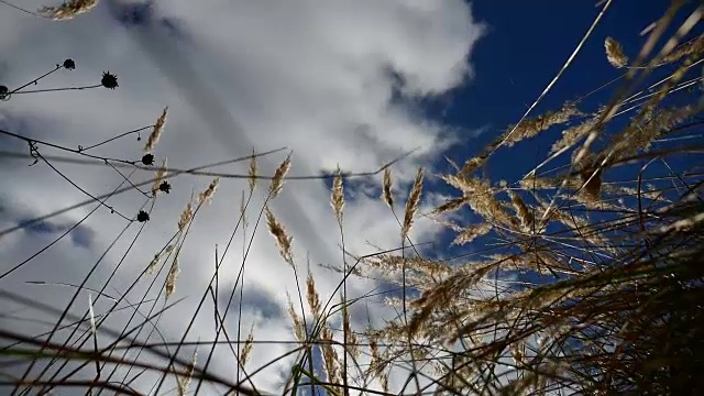 田野里孤独的枯草在田野的背景树的蓝天秋天的自然视频素材