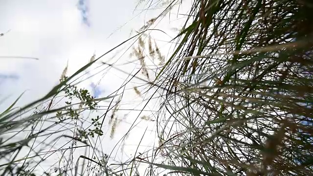 田野里孤寂的枯草在田野上衬托着蓝天秋色的大树视频素材