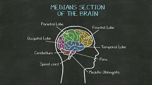 手写人类在黑板上的“大脑中间部分”。视频素材