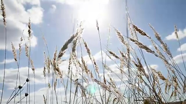 田野里孤寂的枯草在田野上的大树映衬下，蓝天秋色自然视频素材