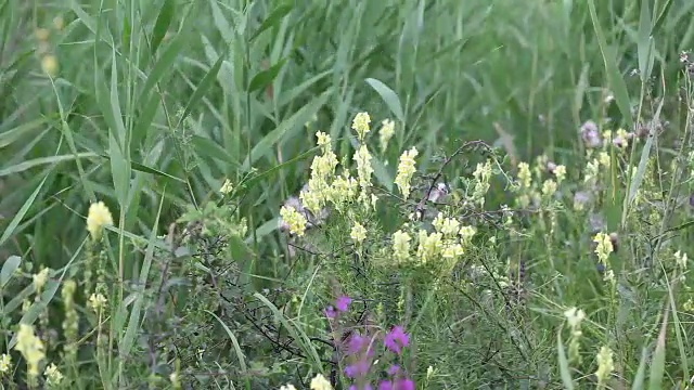 草地上有野花视频素材