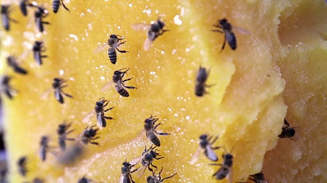 蜜蜂在黄花上采蜜视频素材