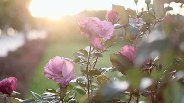 秋花园里的红玫瑰背光视频素材