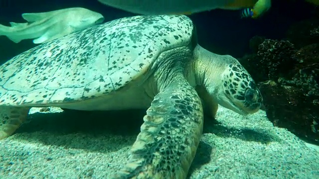 海龟和鲨鱼在温哥华水族馆的深海中游泳视频素材