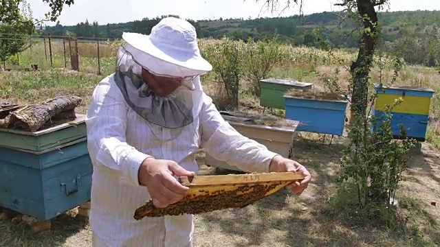 养蜂人从蜂箱中取出框架仔细研究视频素材