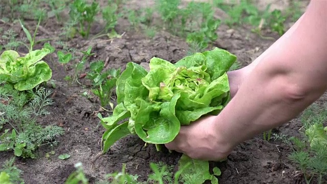 两个采摘生菜的慢动作视频视频素材