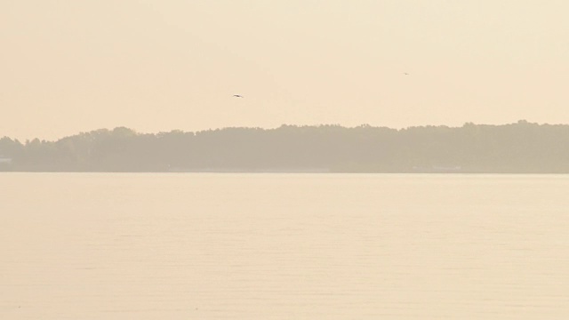 鸟飞过河流或湖泊视频素材