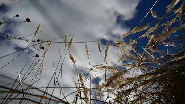 田野里孤寂的枯草在田野的背景上，青天蓝天，秋意盎然视频素材