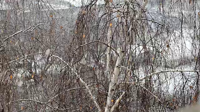 雪花飘落在桦树的背景上的慢动作视频素材