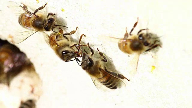 蜂箱里的蜜蜂视频下载