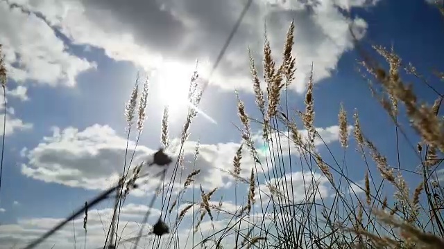 孤寂的小草干在田野上，背景是蓝天秋色的大树视频素材