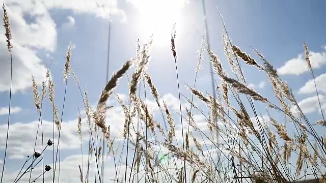 田野里孤寂的枯草在田野上的树梢上映衬着秋色的蓝天视频素材