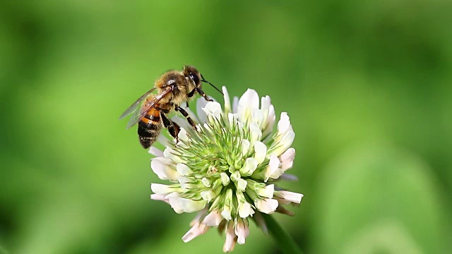 白花上的蜜蜂视频下载