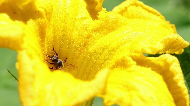 蜜蜂在黄花上视频素材