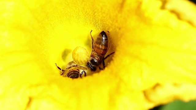 蜜蜂在黄花上视频素材