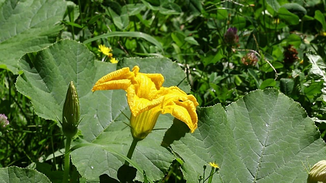 蜜蜂在黄花上视频下载