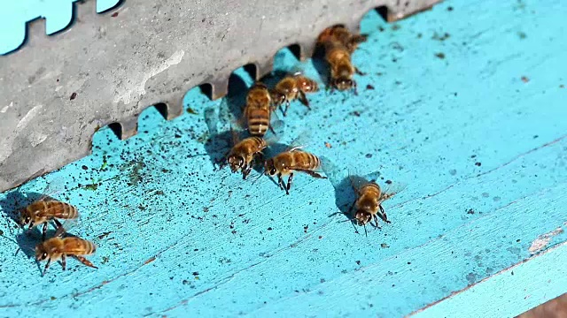 蜂箱里的蜜蜂视频下载