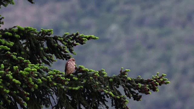野生动物:松树树枝上的红隼视频下载
