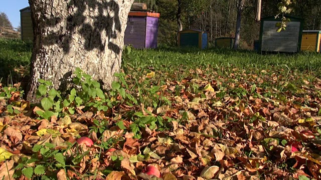 秋天果园里的红苹果视频素材