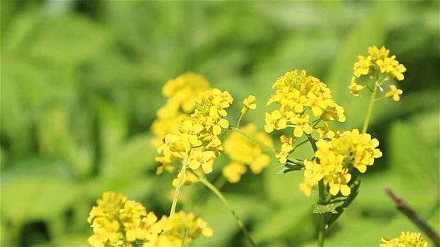 山芥花视频素材