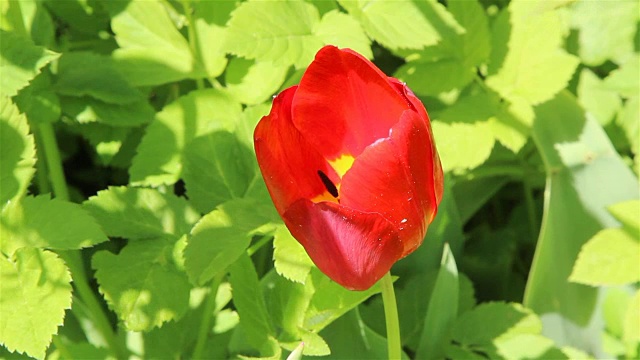 花园里的郁金香花视频素材