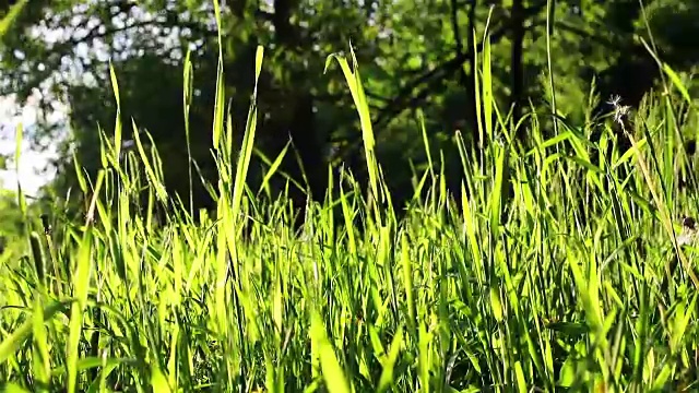 明亮的夏天草药视频素材