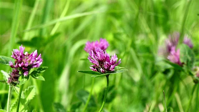 野生粉红三叶草视频素材