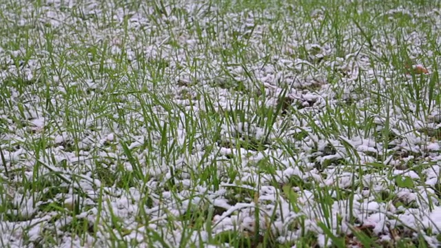 绿草被雪覆盖视频素材