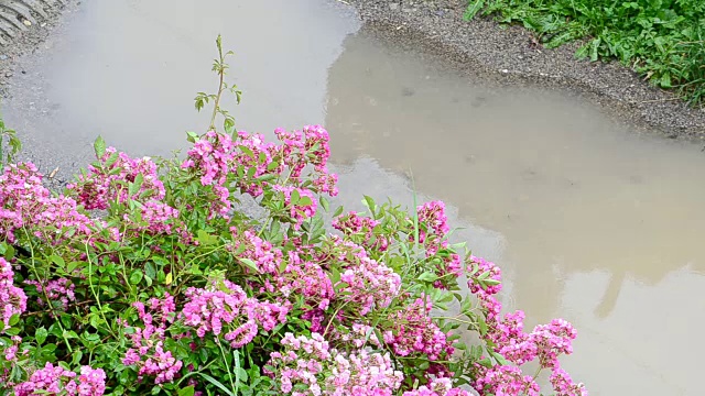 院子里的花，一场雨视频素材