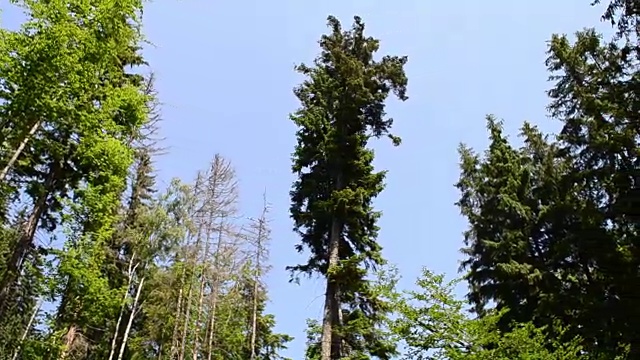 自然、山川、林木视频素材