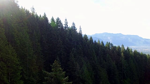 太平洋西北地区松树山森林的顶端视频素材