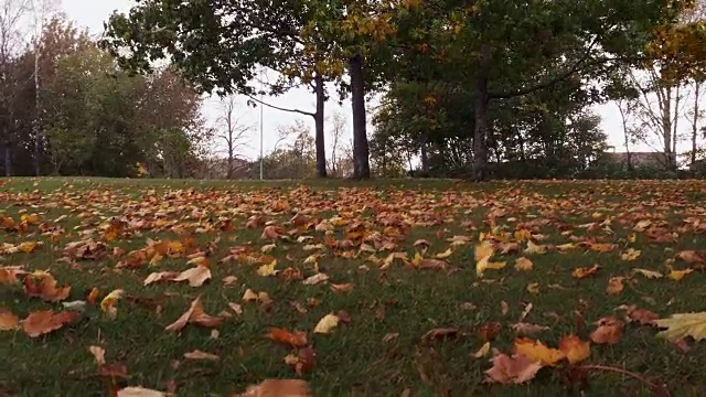 季节，秋天，公园里的落叶。视频素材