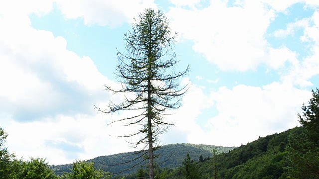 松树和山视频素材