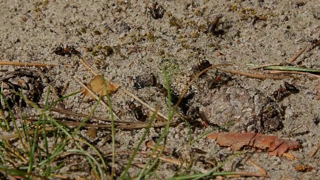 小蚂蚁的特写镜头视频素材