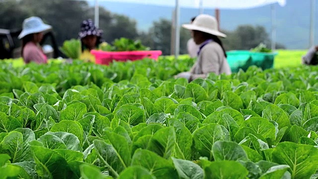 温室水培蔬菜视频素材