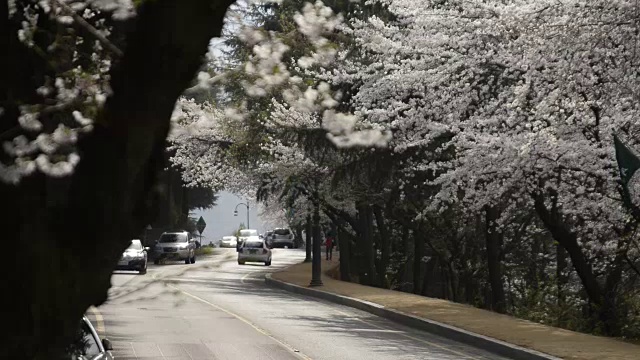 樱花路视频下载