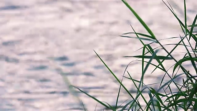 森林中美丽的小瀑布，以草为前景，以流水为背景视频素材